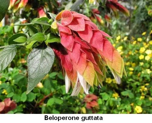 Beloperone guttata.jpg